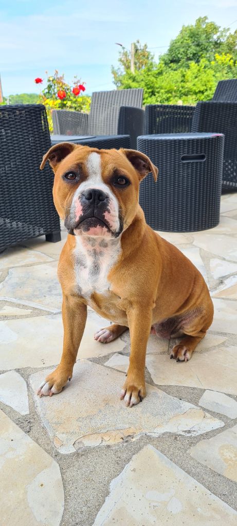 Toundra du temple des gremlin's