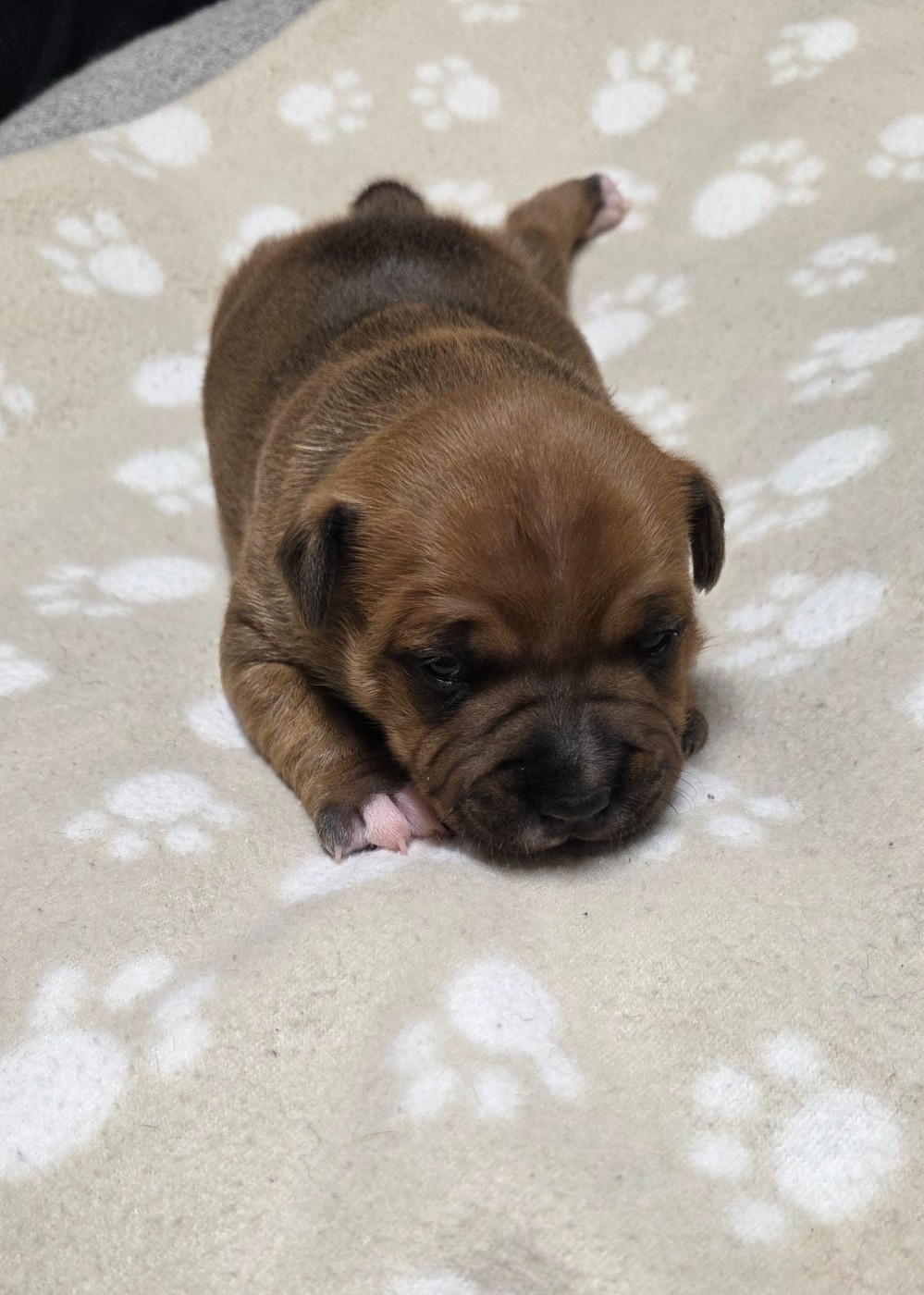 Du Royaume Des Cocagnes - Chiots disponibles - Staffordshire Bull Terrier