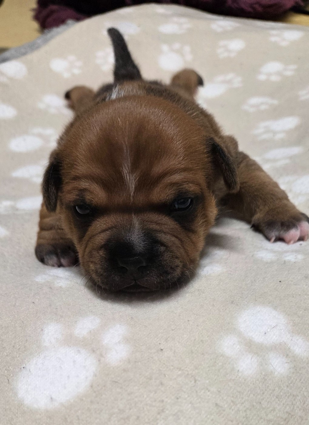 Du Royaume Des Cocagnes - Chiots disponibles - Staffordshire Bull Terrier