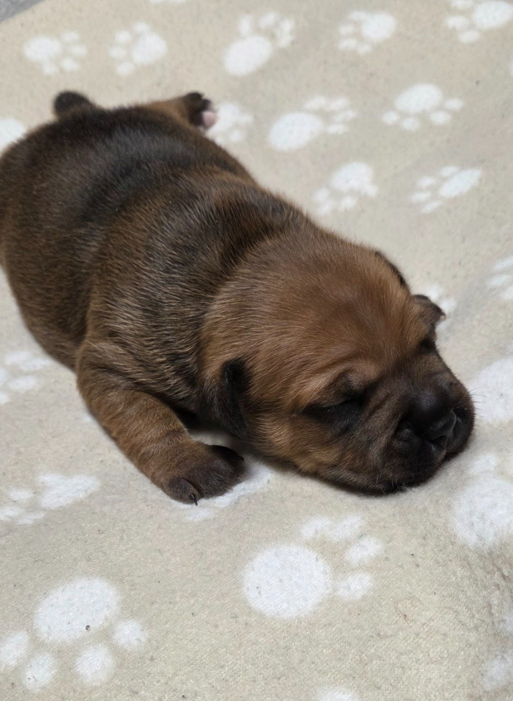 Du Royaume Des Cocagnes - Chiots disponibles - Staffordshire Bull Terrier