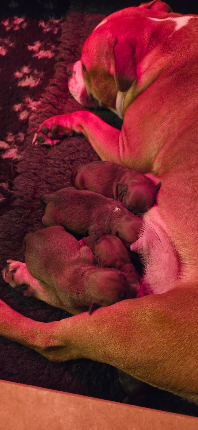 Chiot Staffordshire Bull Terrier Du Royaume Des Cocagnes