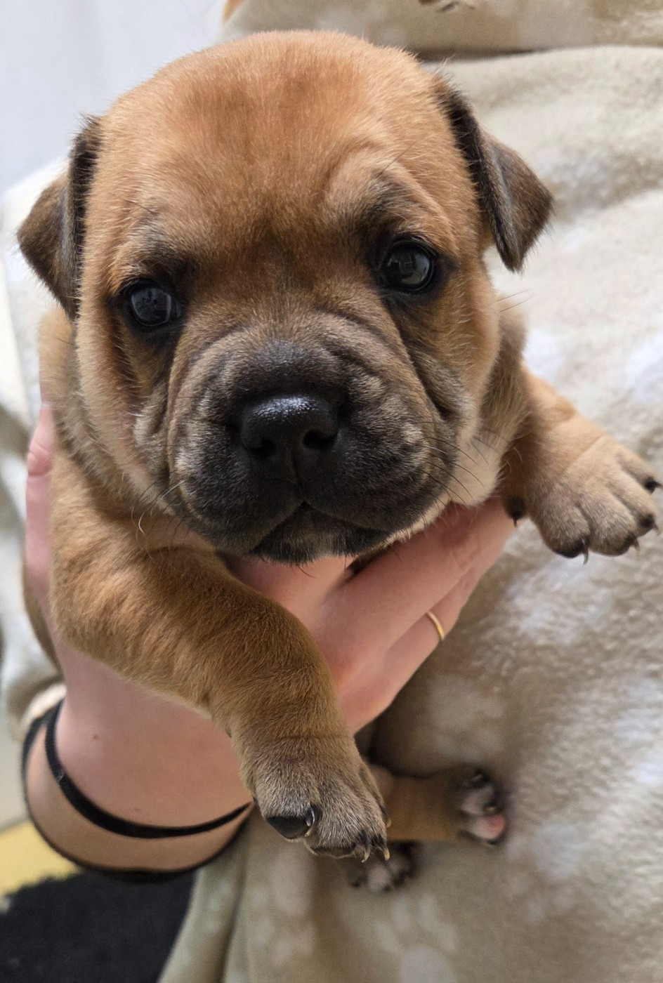 Du Royaume Des Cocagnes - Chiots disponibles - Staffordshire Bull Terrier