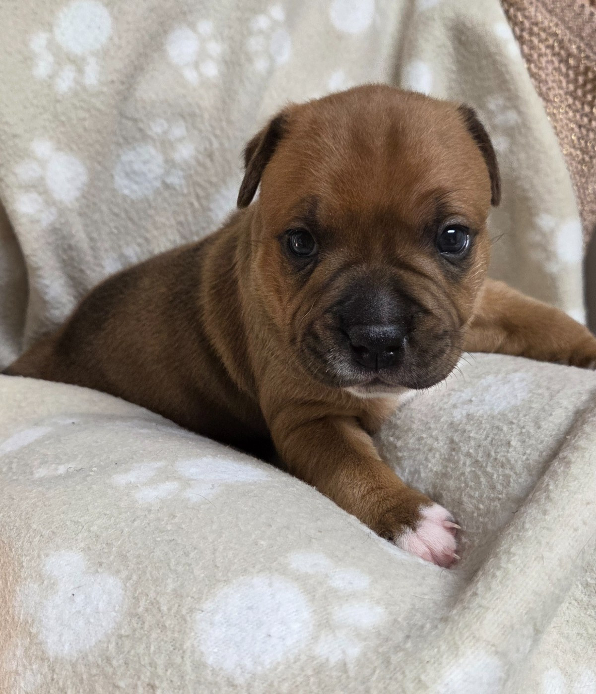 Du Royaume Des Cocagnes - Chiots disponibles - Staffordshire Bull Terrier