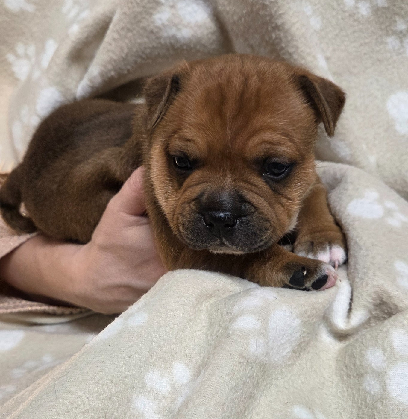 Du Royaume Des Cocagnes - Chiots disponibles - Staffordshire Bull Terrier