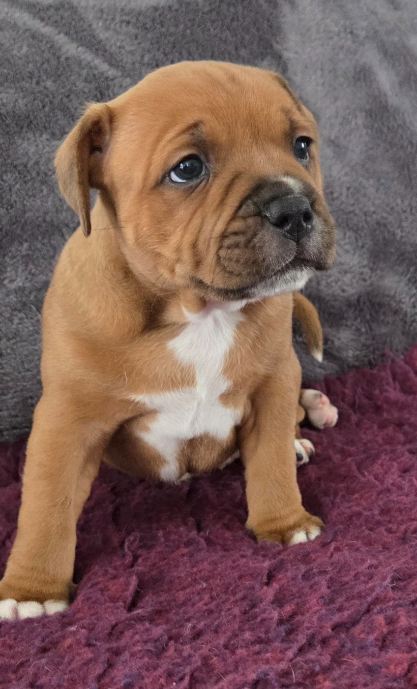 Du Royaume Des Cocagnes - Chiots disponibles - Staffordshire Bull Terrier