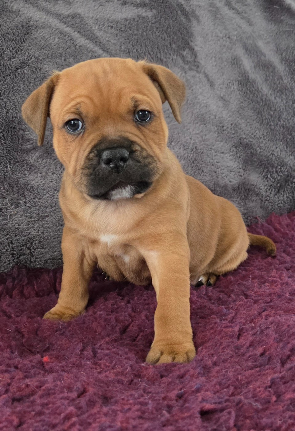 Du Royaume Des Cocagnes - Chiots disponibles - Staffordshire Bull Terrier